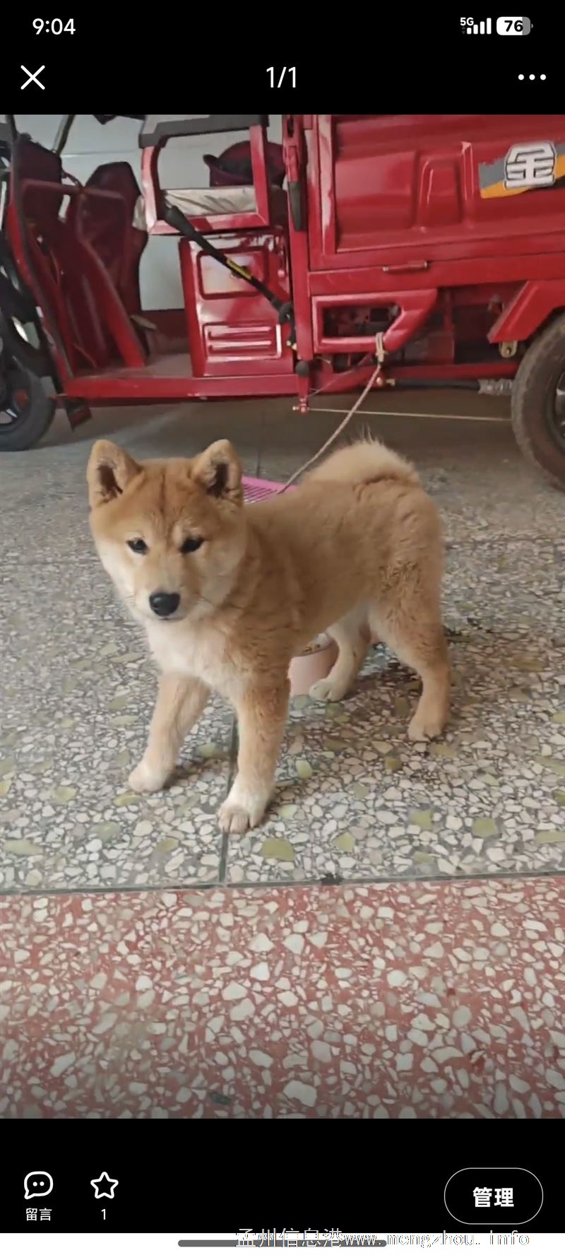 柴犬