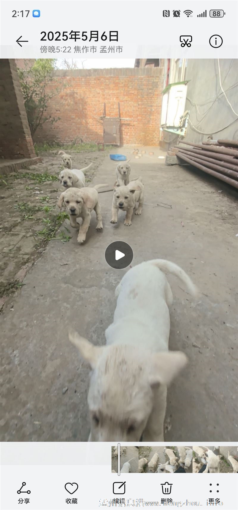 拉布拉多幼犬