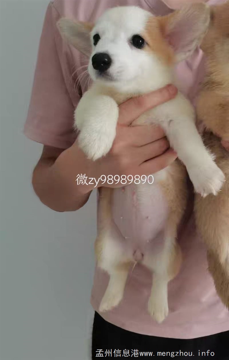 纯种精品柯基幼崽找新家