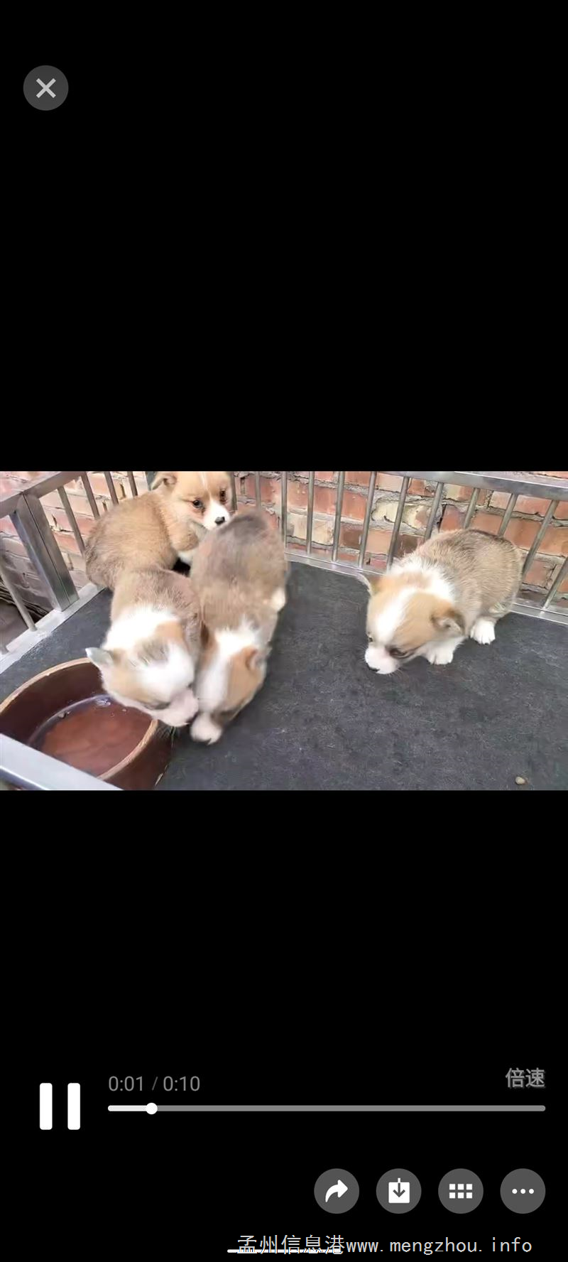 宠物狗