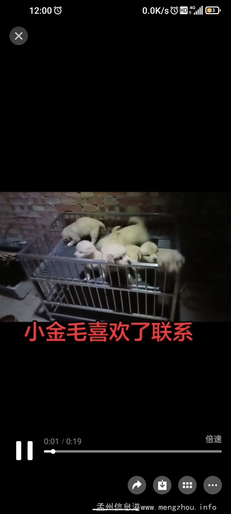 宠物